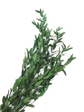 Стабилизированный эвкалипт PARVIFOLIA