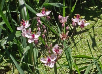 Соединение зонтика с прудом и прудом Butomus umbellatus