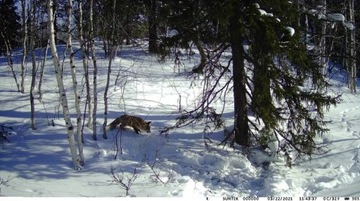 Лесная фотоловушка MMS 3G GSM + SIM + Аккумуляторы