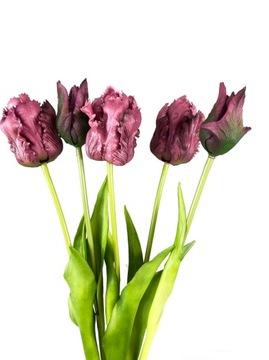 BUKIET TULIPANÓW 5 TULIPAN GUMOWANY fiolet papuzi