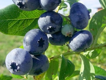 BORÓWKA AMERYKAŃSKA BLUECROP popularna ODPORNA