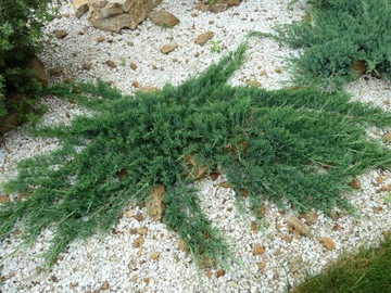 Jałowiec płożący 'Wiltonii', zadarniający skarpy
