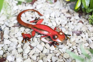 Украшение стен дома и сада Rico Gecko