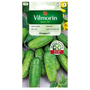 VILMORIN Ogórek Octopus F1 gruntowy nasiona DUŻO NASION