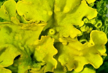 Стереоскопический микроскоп Delta Optical StereoLight