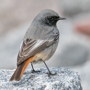 Скворечник BIRDS, домик для маленьких птиц