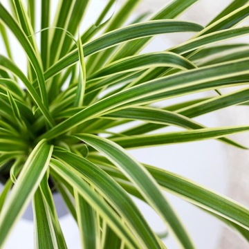 Chlorophytum IRISH Zielistka szybko rosnąca MALUCH