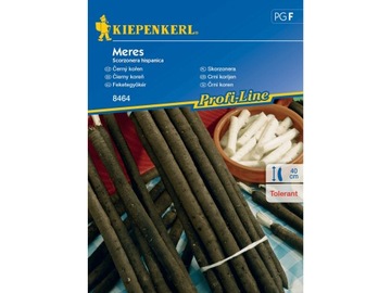 Skorzonera 'Meres' - wężymord, czarny korzeń