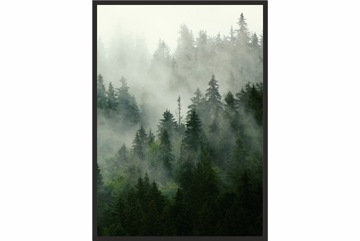 OBRAZ plakat 70x50 las we mgle mgła natura drzewa