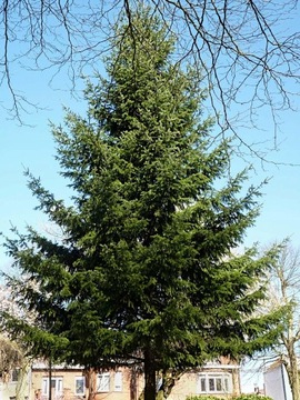 Daglezja zielona 50/80cm Sadzonki Żywopłot 25szt