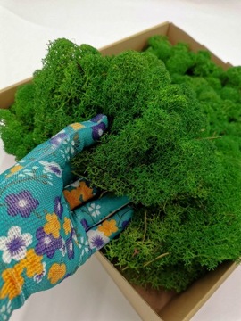 Альпийский мох 500г.