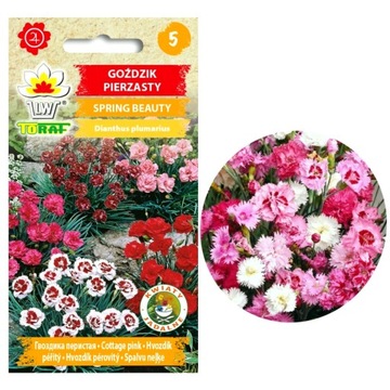 Goździk pierzasty Goździki nasiona kwiaty spring