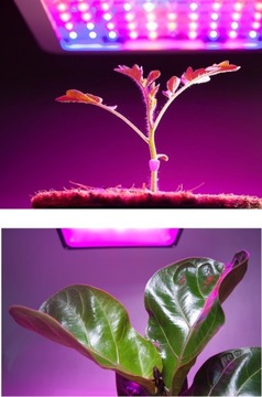 Светодиодная лампа GROW Full White для выращивания и выращивания растений.