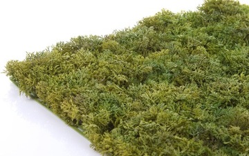 Коврик из исландского мха 50х50 искусственная зеленая стена