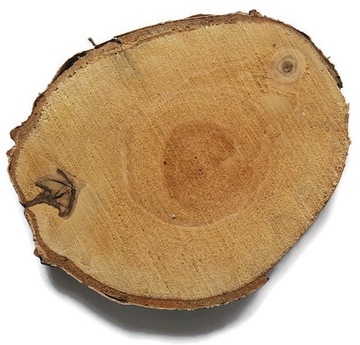 Plastry drewna 7 szt na ścieżkę ogrodową 15-20 cm