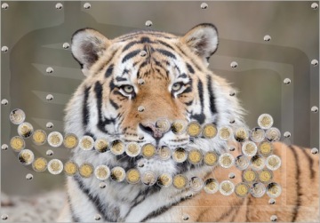 Красивая картинка, фотографии животных, подарочная копилка, 5 злотых, различные дизайны, автоматическое снятие средств