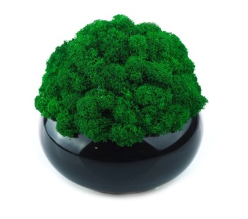 НАБОР из 3х мхов в МИКРОКЛИМАТНОМ ГОРШКЕ