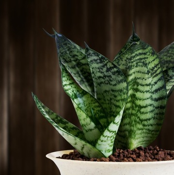 SANSEVIERIA TRIFASCIATA 'HAHNII' pasiaste liście Sansewieria rozmiar S