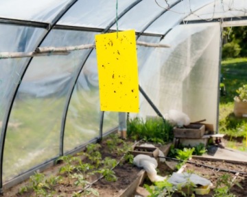 НАКЛЕЙКА ДЛЯ ГОРШКА ТЕПЛИЦЫ XXL ДЛЯ ТЛИ ЗЕМЛЯНЫХ МУХ МУРАВЬЕВ (10 ШТ.)