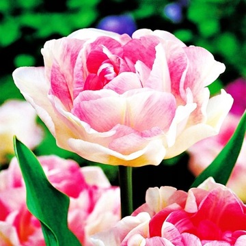 Tulipan Pełny Angelique 3 szt cebulki /211