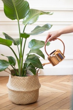 FELTI - Skuteczny Preparat NA ZIEMIÓRKI MUSZKI WCIORNIASTKI - BIO NICIENIE