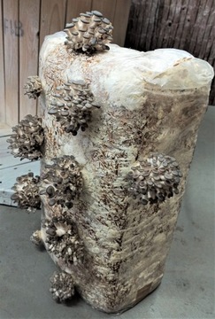 Мицелий вешенки Балот выращивание в домашних условиях и в саду БОЛЬШОЙ мицелий