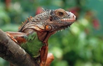 ОПРЫСКИВАНИЕ ЖИДКОЕ ПРЕПАРАТ ПРОТИВ КЛЕЩНЫХ ПЛЕЩЕЙ ДЛЯ ГОЛУБЯТОЧНОГО СОВЕТА 1л