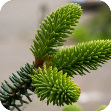 СУЛЬФАТ АММОНИЯ 5КГ ПОДКИСЛОЧНОЕ УДОБРЕНИЕ АЗОТНЫЕ ГРАНУЛЯТЫ КИСЛОТОЧНЫЕ ХВОЙНЫЕ