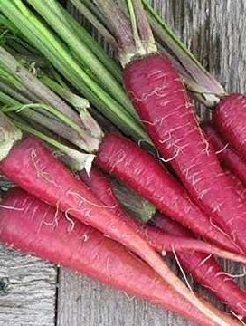 Marchew pastewna Krystyna czerwona cena za 0,2 kg