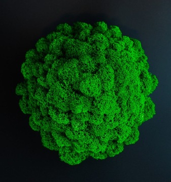 НАБОР из 3х мхов в МИКРОКЛИМАТНОМ ГОРШКЕ