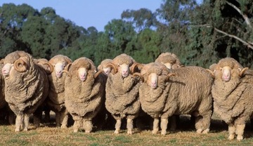BRIDGEDALE Мужские носки для лыжного туризма MERINO 44-47