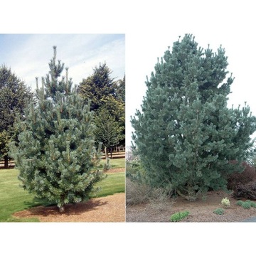 Sosna giętka Vanderwolf's Pyramidalis