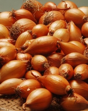 Cebula Dymka Żółta Wolska III 15-20mm 500g sucha do sadzenia klasa A1