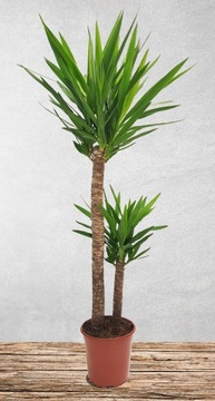 JUKA GWATEMALSKA palma YUCCA ELEPHANTIPES na 150cm