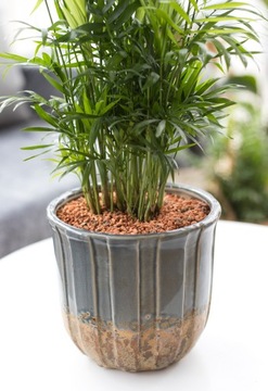 СЕРАМИС подложка для ПАЛЬМ - не разливать, 3л