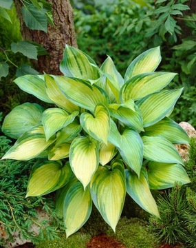 FUNKIA JUNE Hosta Rośliny do ogrodu i wokół oczka