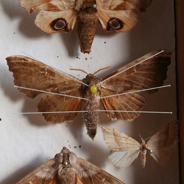 Игла для сбора бабочек, энтомологические булавки.