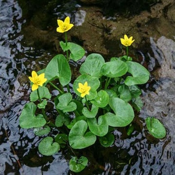 Побег водного растения YELLOW MAD MAGROUS 1 шт.