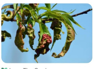 SYLLIT 65WP 45г ГРИБКОВАЯ ПЯШКА КУРЬЕВАЯ ПЯТНОСТНОСТЬ ЛИСТА