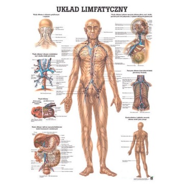 TABLICA ANATOMICZNA LAMINOWANA UKŁAD LIMFATYCZNY