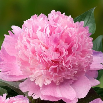 Piwonia Paeonia ANGEL CHEEKS duże pachnące RÓŻOWE KWIATY SADZONKA