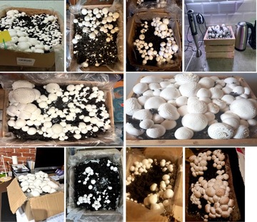 БЕЛЫЕ ГРИБЫ БЮЛЛЕТЕНЬ 20 КГ + ИНСТРУКЦИЯ + ГАРАНТИЯ НОМЕР 1 В ПОЛЬШЕ