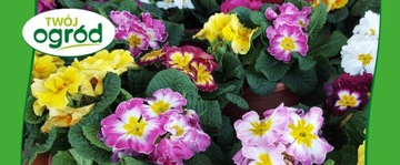 УДОБРЕНИЕ ДЛЯ ЦВЕТОК ЦВЕТУЩИХ РАСТЕНИЙ 100Г