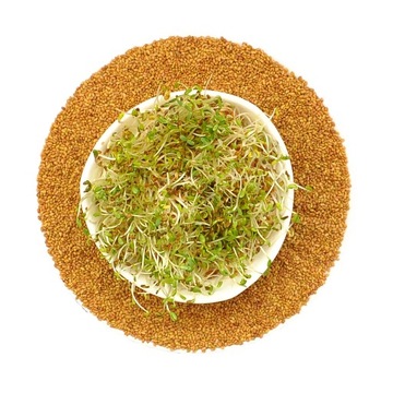 Kiełki - Lucerna Alfalfa - 100g Nasiona na Kiełki