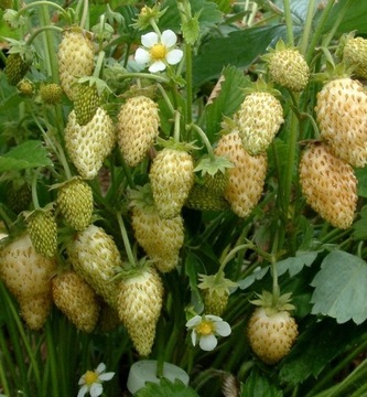 POZIOMKA ŻÓŁTA (FRAGARIA VESCA YELLOW WONDER)