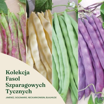 Kolekcja Fasol Szparagowych Tycznych - Nasiona - W. Legutko