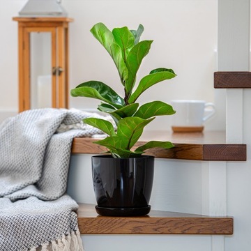 ЦВЕТОЧНЫЙ ГОРШОК С ПОДСТАВКОЙ ПЛАСТИКОВАЯ КРЫШКА ЦВЕТОЧНЫЙ ВАЗ 20см ЧЕРНЫЙ ДЛЯ ЦВЕТОВ KADAX