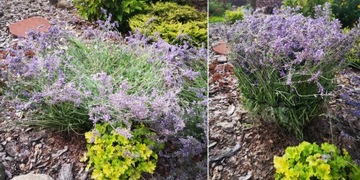 Зажим-подставка для кольца HYDRENSIONS для гортензии цветы ЗЕЛЕНЫЙ 10 шт.