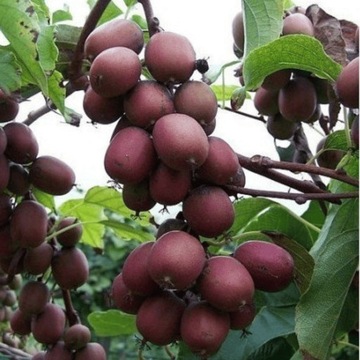 MINI KIWI Aktinidia ostrolistna Weiki żeńska