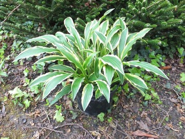 Funkia Hosta Stiletto NR 1005